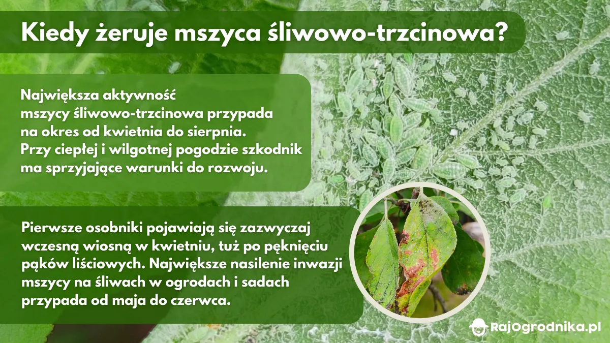 Kiedy-żeruje-mszyc-śliwowo-trzcinowa-blog-sklep-rajogrodnika